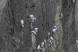 black-legged kittiwake (Rissa tridactyla)