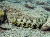 Snowflake Moray