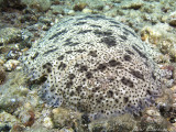 Pardachirus marmoratus - Finless sole