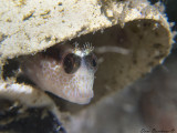 Longstripped blenny - Parablennius rouxi  (Mediterranean) 