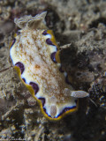 Goniobracnchus obsoletus - Mediterranean