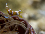 Anemone partner Shrimp (squat/popcorn,sexy)