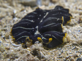 Divided Flatworm or Tiger Flatworm - Pseudoceros dimidiatus