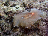 Flat Worm - Planocera Spp. (Mediterranean)