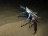 blue swimmer crab - Portunus segnis