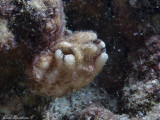 Styela plicata (Tunicate)