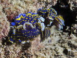 Felimare picta (Hypselodoris picta), mediterranean