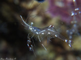  Cleaning partner shrimp Urocaridella antonbruun