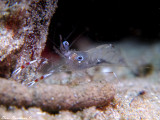 partner shrimp, Mediterranean Sea