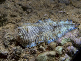 Dors striped sole (Soleichthys dori)