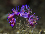 Flabellina affinis