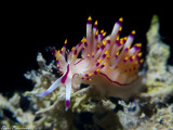 Flabellina rubrolineata