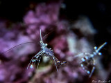 Cleaning partner shrimp Urocaridella antonbruun