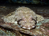 Crocodile fish