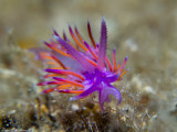 Flabellina affinis