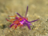 Flabellina affinis