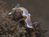 Goniobracnchus obsoletus - Mediterranean