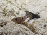African eel blenny - Haliophis guttatus