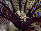 Feather star Crab - Ceratocarcinus spinosus