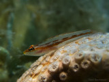 Toothy (Host) Goby - Pleurosicya mossambica