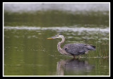 Great Blue Heron/Grand heron