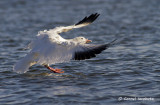 Snow Goose/Oie des neiges