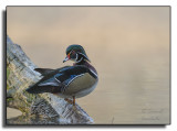 Wood Duck / Canard branchu