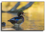 Wood Duck / Canard branchu