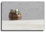 American Wigeon/Canard dAmrique_2448.jpg