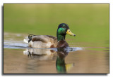 Mallard/Canard colver_1908.jpg