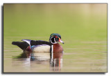 Wood Duck / Canard branchu-IMG_2085.jpg