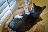 Cat Tree Love