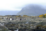 King Penguins