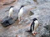 0776: Adelie Penguins