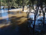 Casuarinas holding back a river  3