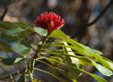 New South Wales Waratah