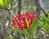 Telopea truncata
