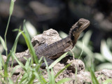 Young dragon