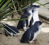 Fairy penguins