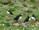 0133: Puffin council meeting