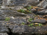 Growing on the wall of the cathedral