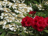 z5300381.jpg