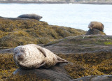 Seals in Glengarriff Harbour