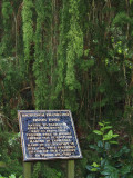 Huon Pine