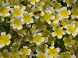 Irish bee