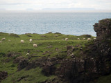 1521: Sheep on the headland