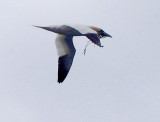 Gannet