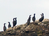 1799: Cormorants