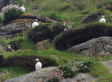 Puffin Country