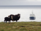 1926: Sheep, sheep, ship